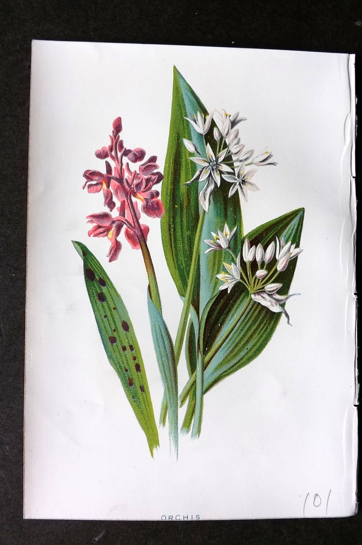 Hulme, F. Edward 1884 First Edition Botanical Print. Orchis Orchid (1 of 1)