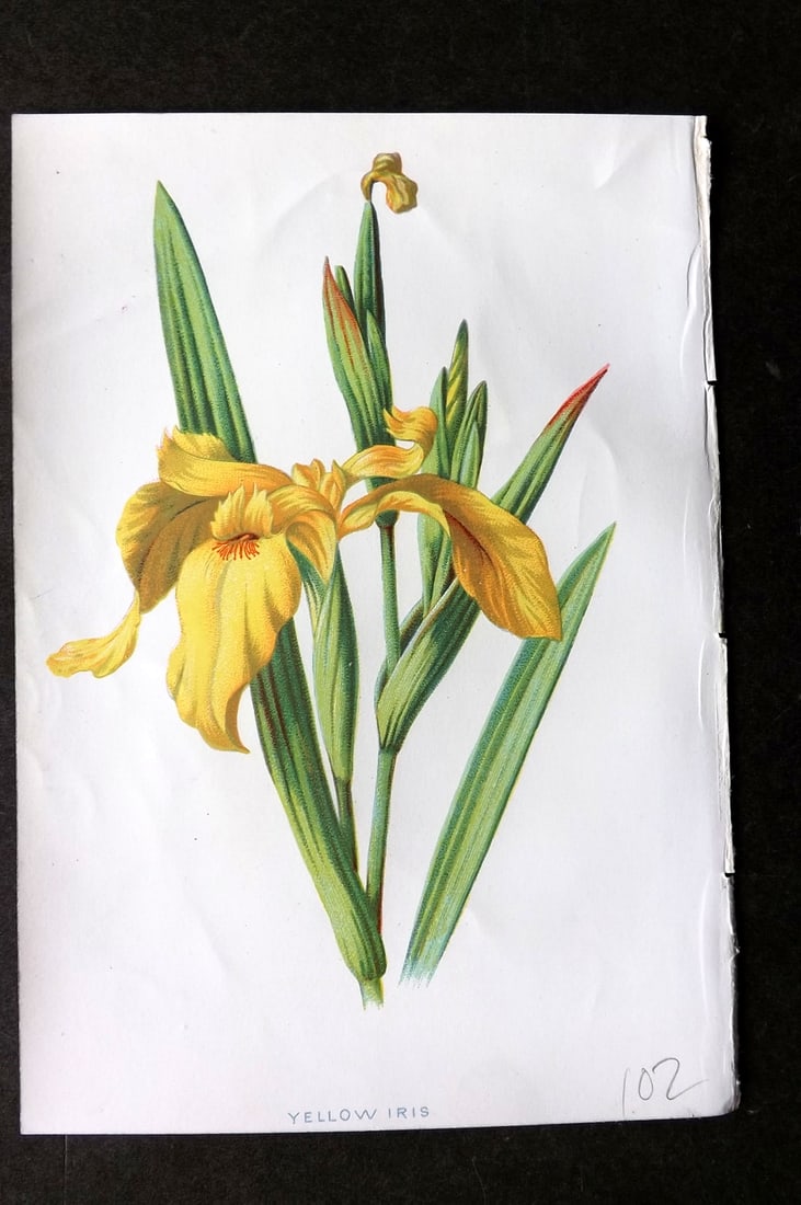 Hulme, F. Edward 1884 First Edition Botanical Print. Yellow Iris: Chromolithograph Published 1878-84, London for "Familiar Wild Flowers" First Edition by F. Edward Hulme & Shirley Hibberd. Paper Size: 7.5 x 5 inch (19 x 13cm) Good Condition