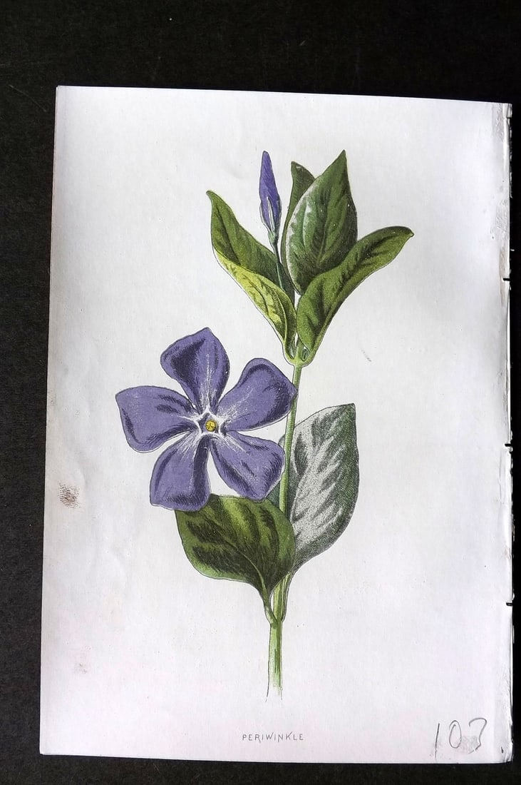 Hulme, F. Edward 1884 First Edition Botanical Print. Periwinkle: Chromolithograph Published 1878-84, London for "Familiar Wild Flowers" First Edition by F. Edward Hulme & Shirley Hibberd. Paper Size: 7.5 x 5 inch (19 x 13cm) Good Condition
