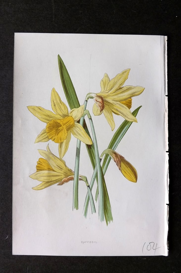 Hulme, F. Edward 1884 First Edition Botanical Print. Daffodil: Chromolithograph Published 1878-84, London for "Familiar Wild Flowers" First Edition by F. Edward Hulme & Shirley Hibberd. Paper Size: 7.5 x 5 inch (19 x 13cm) Good Condition