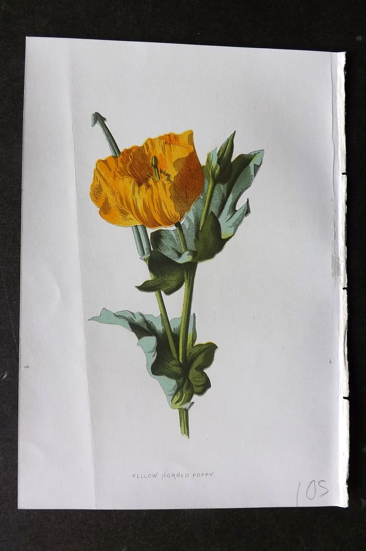 Hulme, F. Edward 1884 First Edition Botanical Print. Yellow Horned Poppy: Chromolithograph Published 1878-84, London for "Familiar Wild Flowers" First Edition by F. Edward Hulme & Shirley Hibberd. Paper Size: 7.5 x 5 inch (19 x 13cm) Good Condition