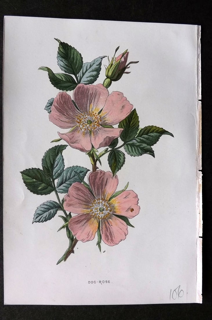 Hulme, F. Edward 1884 First Edition Botanical Print. Dog Rose: Chromolithograph Published 1878-84, London for "Familiar Wild Flowers" First Edition by F. Edward Hulme & Shirley Hibberd. Paper Size: 7.5 x 5 inch (19 x 13cm) Good Condition