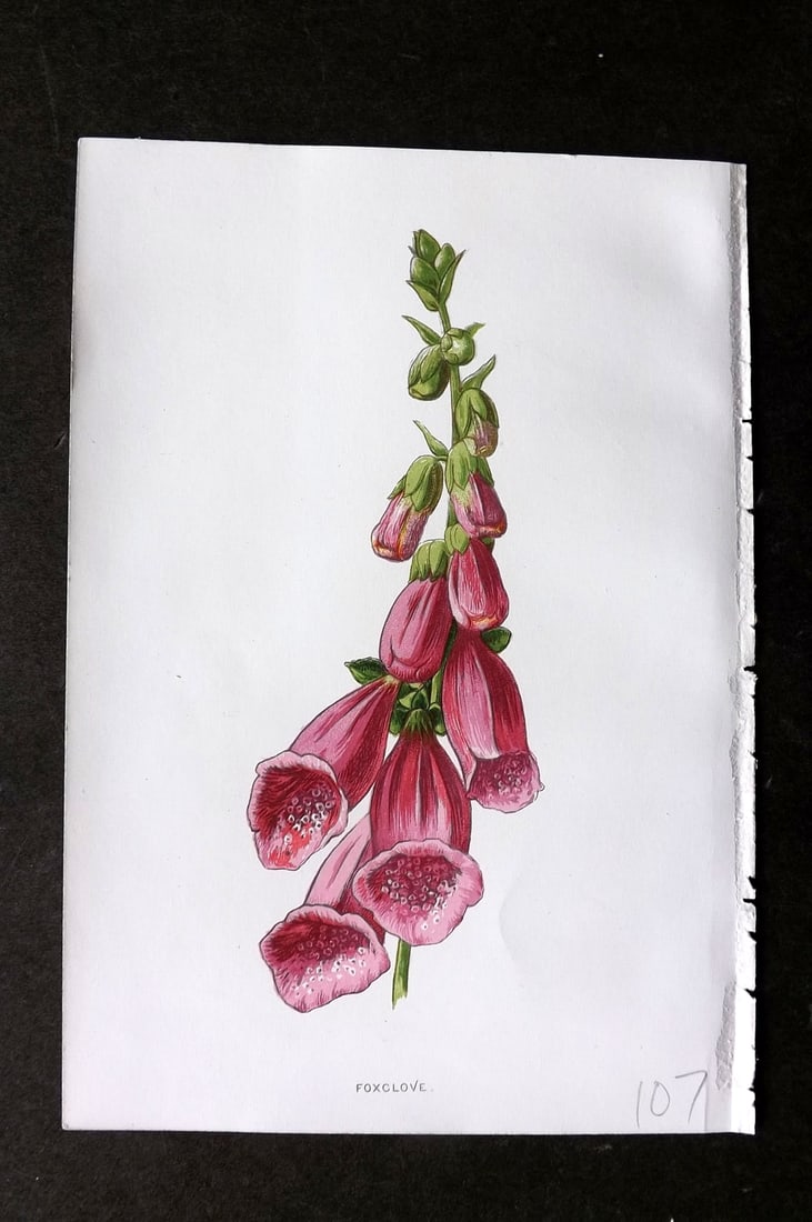 Hulme, F. Edward 1884 First Edition Botanical Print. Foxglove: Chromolithograph Published 1878-84, London for "Familiar Wild Flowers" First Edition by F. Edward Hulme & Shirley Hibberd. Paper Size: 7.5 x 5 inch (19 x 13cm) Good Condition