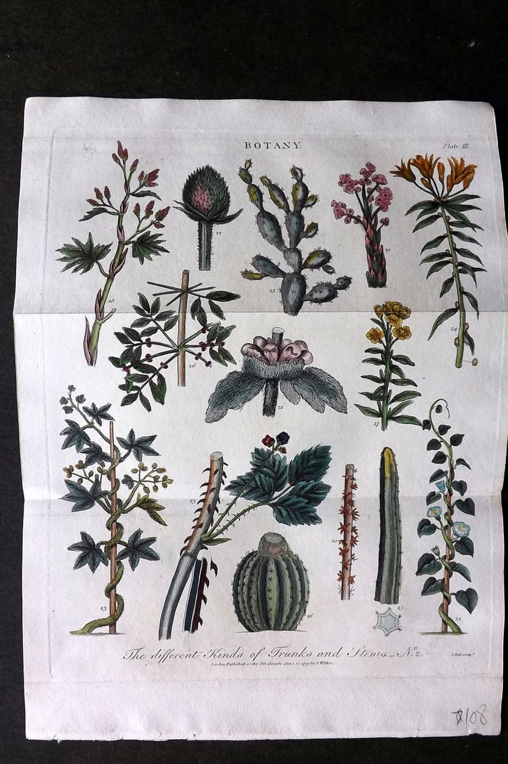 Linnaeus & Sibly 1799 Hand Col Botanical Print. Trunks and Sterns. Cactus etc 03: Copper Plate Published 1794-1810, London for "A Genuine and Universal System of Natural History" by Carl Linnaeus and Ebenezer Sibly. Illustrated after George Edwards, Bloch, Knorr, Buffon and others.