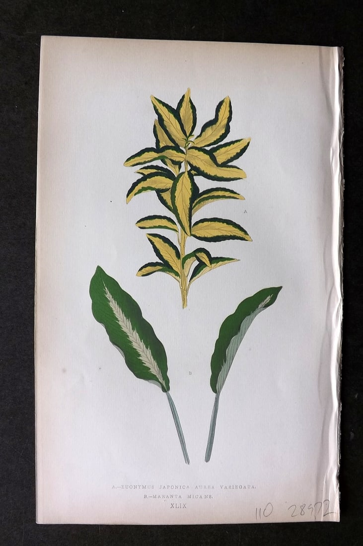 Lowe Beautiful Leaved Plants 1864 Euonymus Japonicus. Maranta Micans 49: Woodblock Published 1864, London for "Beautiful Leaved Plants, Being a Description of the Most Beautiful Leaved Plants in Cultivation in this Country" by Edward Joseph Lowe. Most plates printed in col