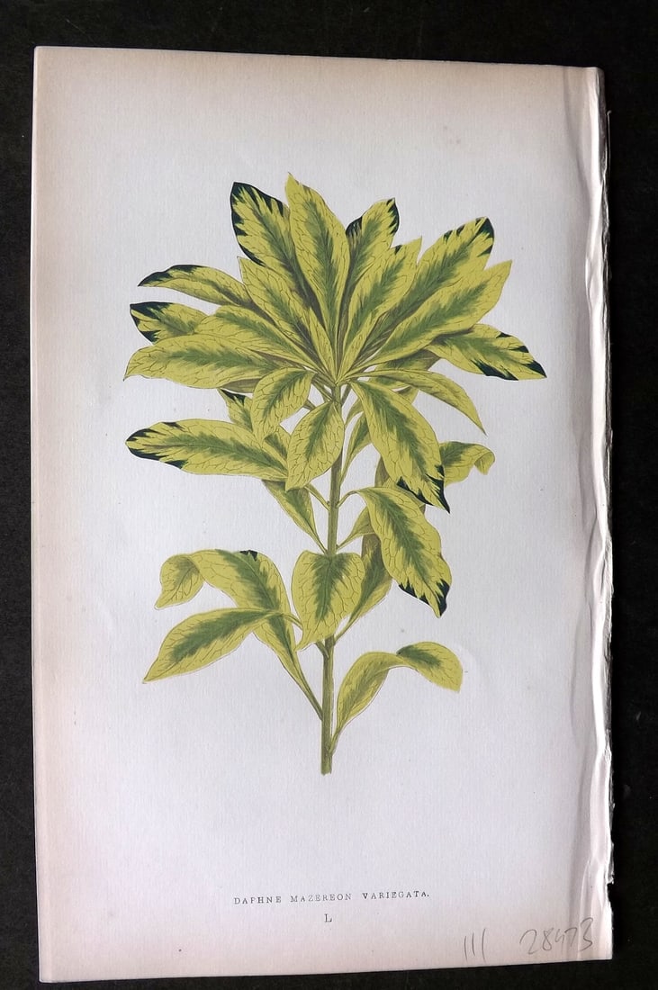Lowe Beautiful Leaved Plants 1864 Botanical Print. Daphne Mezereum 50: Woodblock Published 1864, London for "Beautiful Leaved Plants, Being a Description of the Most Beautiful Leaved Plants in Cultivation in this Country" by Edward Joseph Lowe. Most plates printed in col