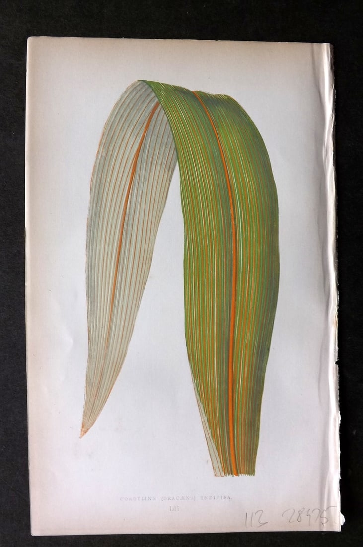 Lowe Beautiful Leaved Plants 1864 Botanical. Cordyline (Dracaena) Indivisa 52: Woodblock Published 1864, London for "Beautiful Leaved Plants, Being a Description of the Most Beautiful Leaved Plants in Cultivation in this Country" by Edward Joseph Lowe. Most plates printed in col