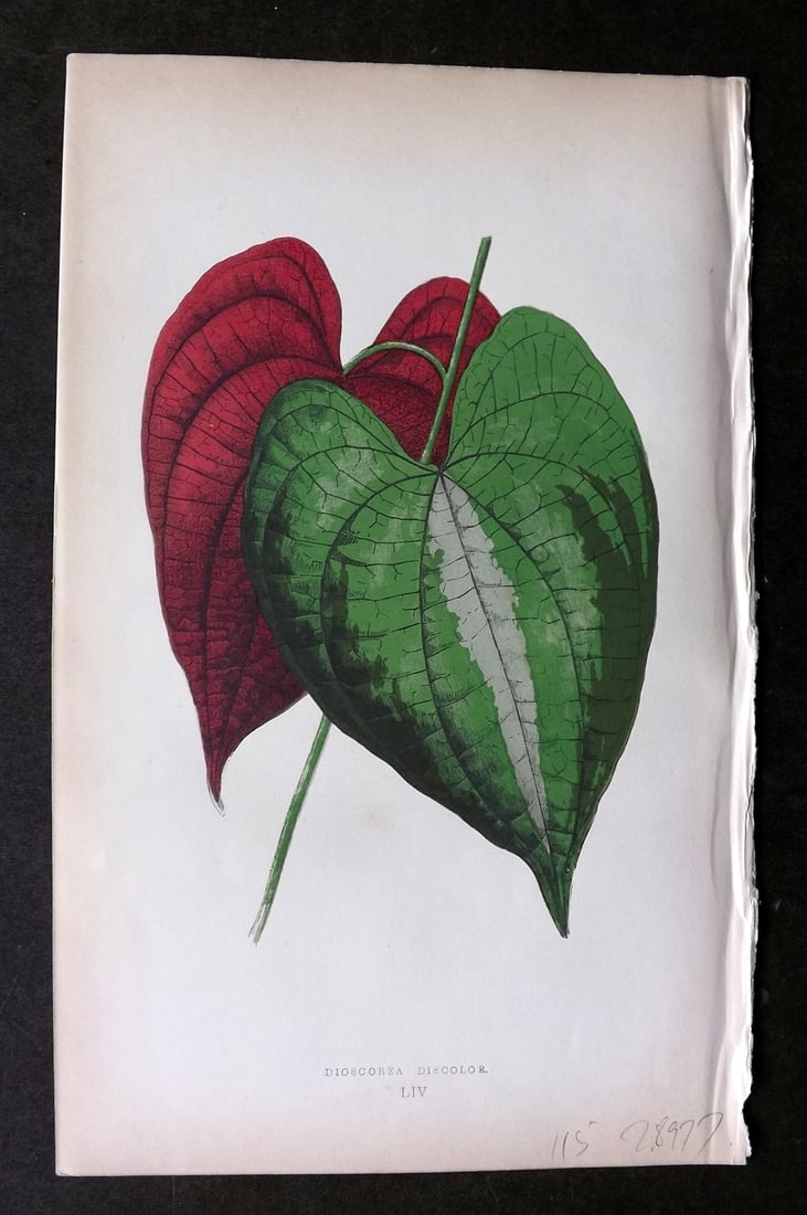 Lowe Beautiful Leaved Plants 1864 Botanical Print. Dioscorea Discolor 54: Woodblock Published 1864, London for "Beautiful Leaved Plants, Being a Description of the Most Beautiful Leaved Plants in Cultivation in this Country" by Edward Joseph Lowe. Most plates printed in col