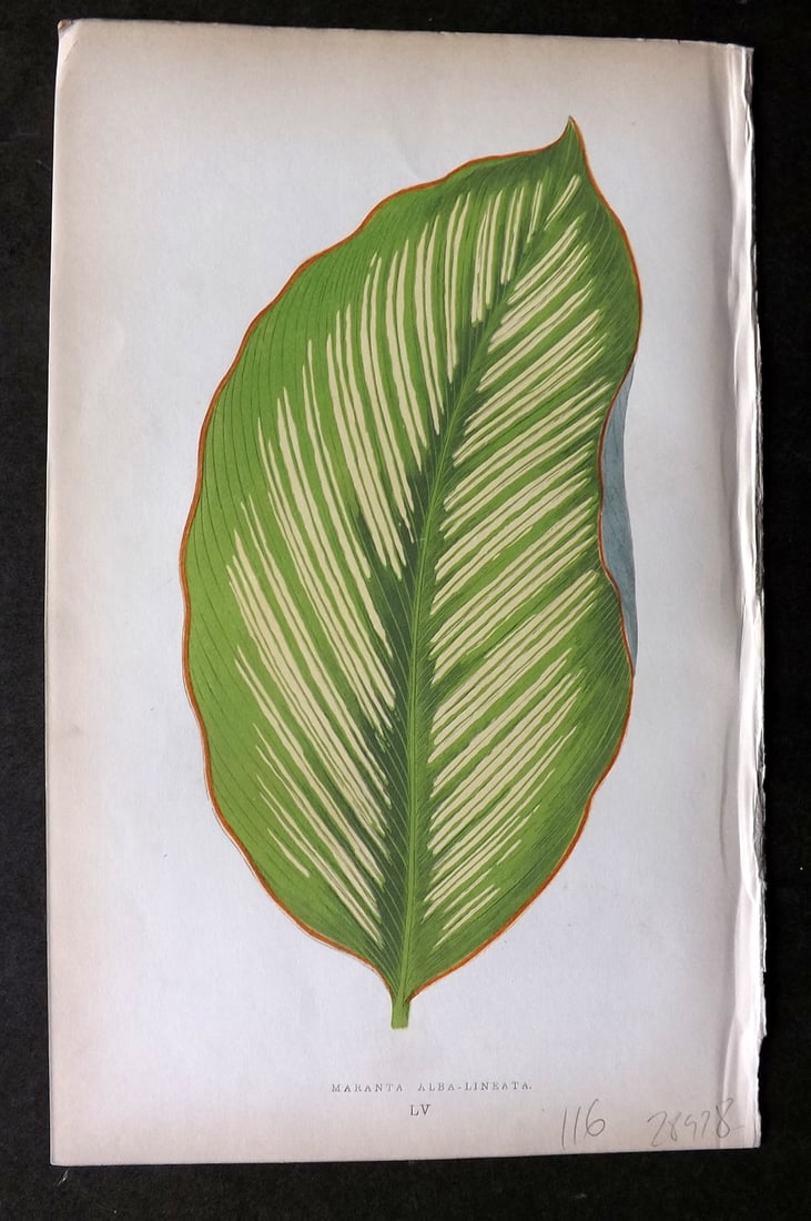 Lowe Beautiful Leaved Plants 1864 Botanical Print. Maranta Alba 55: Woodblock Published 1864, London for "Beautiful Leaved Plants, Being a Description of the Most Beautiful Leaved Plants in Cultivation in this Country" by Edward Joseph Lowe. Most plates printed in col