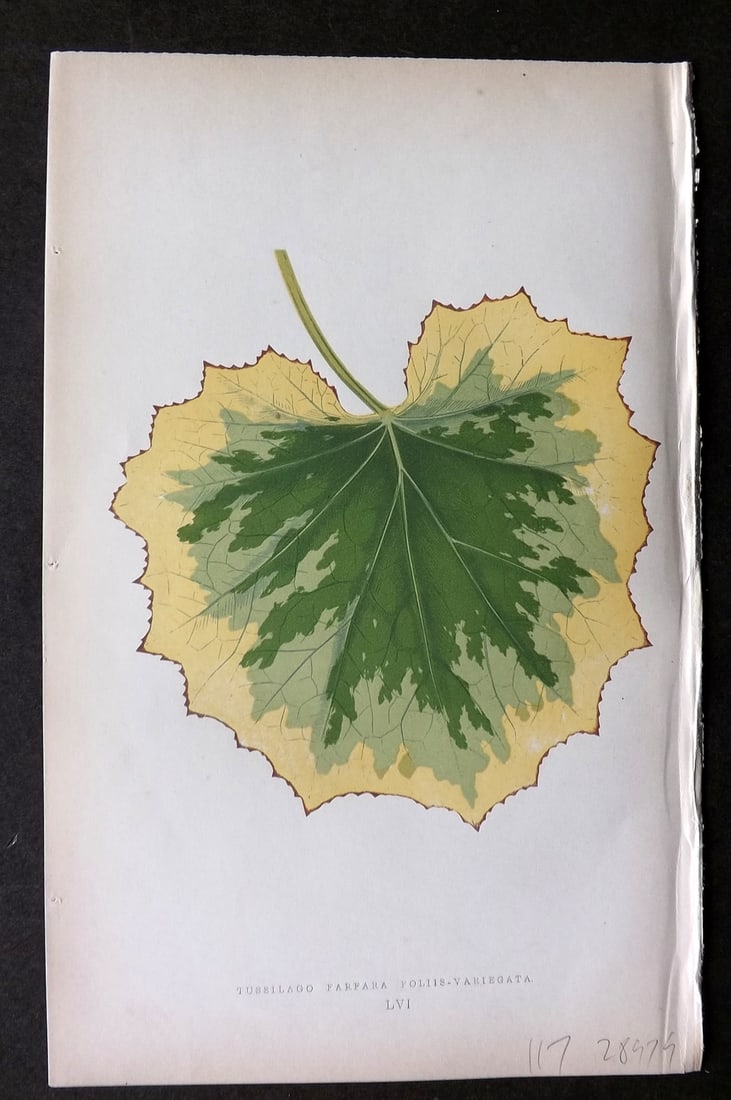 Lowe Beautiful Leaved Plants 1864 Botanical Print. Tussilago Farfara 56: Woodblock Published 1864, London for "Beautiful Leaved Plants, Being a Description of the Most Beautiful Leaved Plants in Cultivation in this Country" by Edward Joseph Lowe. Most plates printed in col