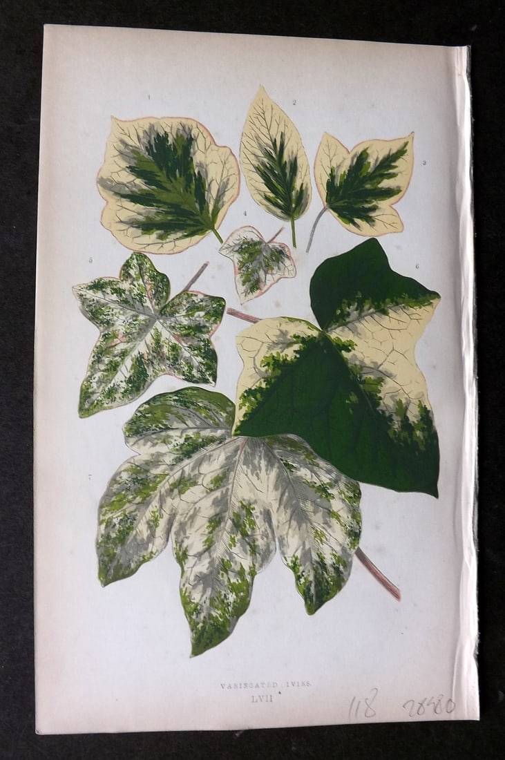 Lowe Beautiful Leaved Plants 1864 Botanical Print. Hedera Helix Variegata 57: Woodblock Published 1864, London for "Beautiful Leaved Plants, Being a Description of the Most Beautiful Leaved Plants in Cultivation in this Country" by Edward Joseph Lowe. Most plates printed in col