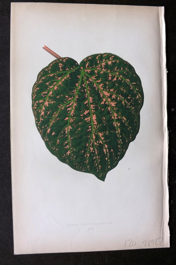 Lowe Beautiful Leaved Plants 1864 Botanical Print. Cissus Porphyrophyllus 59: Woodblock Published 1864, London for "Beautiful Leaved Plants, Being a Description of the Most Beautiful Leaved Plants in Cultivation in this Country" by Edward Joseph Lowe. Most plates printed in col