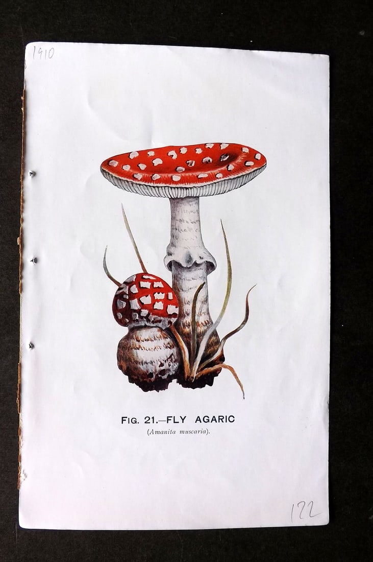 MAFF 1910 Antique Mushroom Fungi. Fly Agaric 21: Vintage Offset Lithograph Published 1910, London for "Edible and Poisonous Fungi" by the Ministry of Agriculture & Fisheries (MAFF) Reverse side blank. Paper Size: 8 x 5.5 inch (21 x 14cm) Good Condit