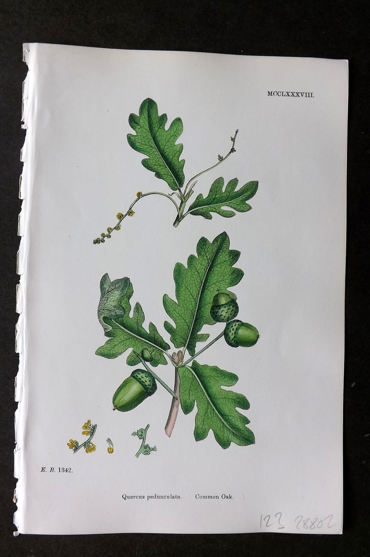 Sowerby, James C1880 Hand Col Botanical Print. Common Oak, Acorn 1288: Hand Colored Lithograph Published 1863-86, London for "English Botany" by John & James Sowerby. Paper Size: 10 x 7 inch (25 x 18cm) Good Condition