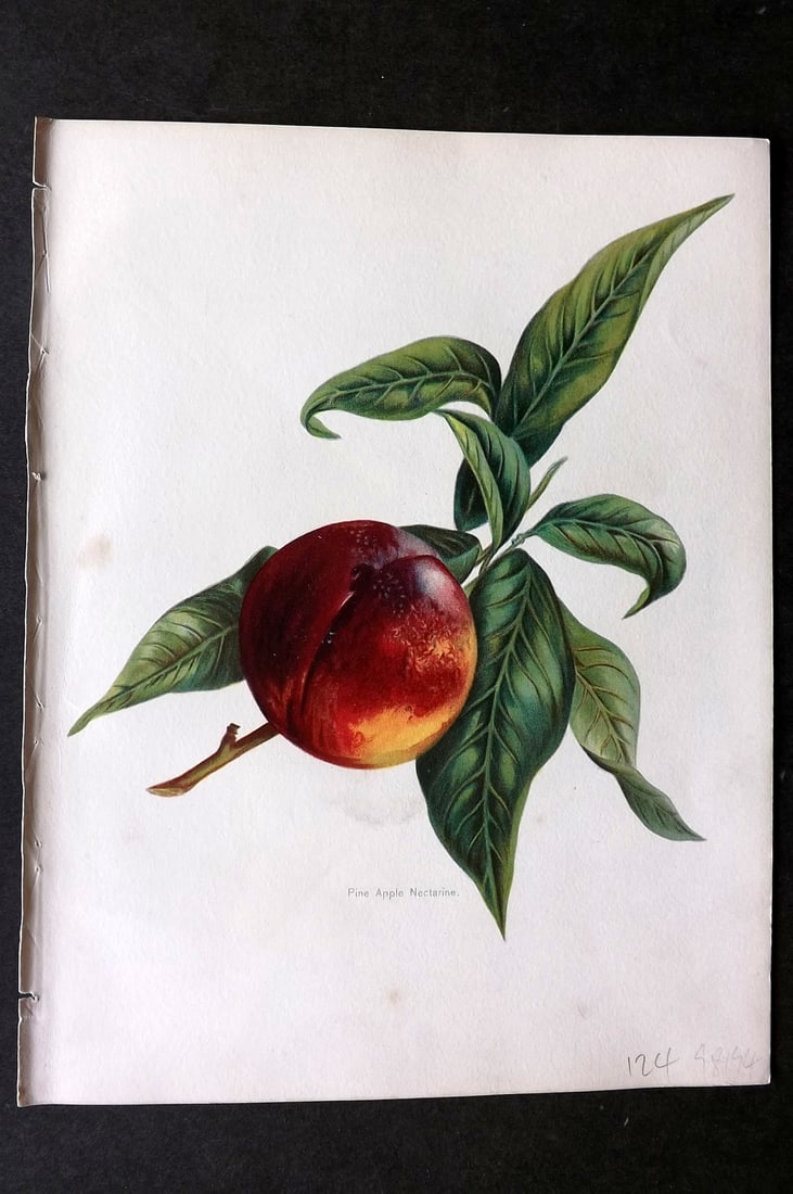 Wright, John 1894 Antique Fruit Print. Pine Apple Nectarine: Chromolithographs Published 1892-4 by J.S. Virtue & Co, London for "The Fruit Growers Guide" First Edition by John Wright. Paper Size: 11 x 8 inch (28 x 21cm) A few tiny marks to background. Good Cond