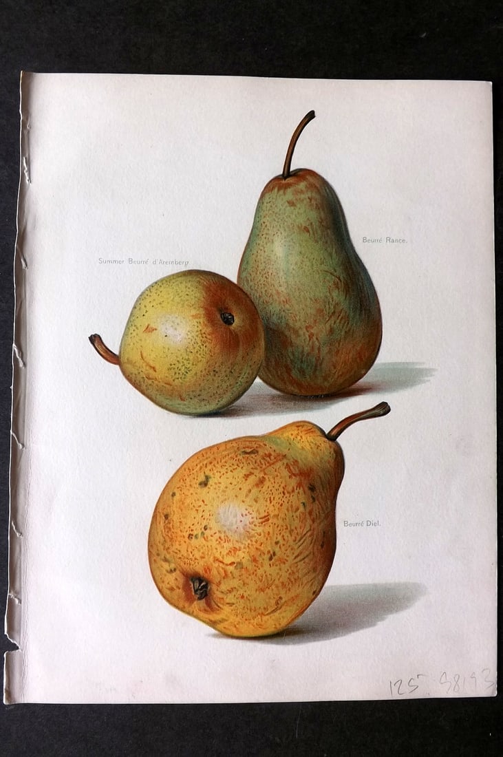 Wright, John 1894 Antique Fruit Print. Pears - Beurre Rance, d'Aremberg, Diel: Chromolithographs Published 1892-4 by J.S. Virtue & Co, London for "The Fruit Growers Guide" First Edition by John Wright. Paper Size: 11 x 8 inch (28 x 21cm) Good Condition