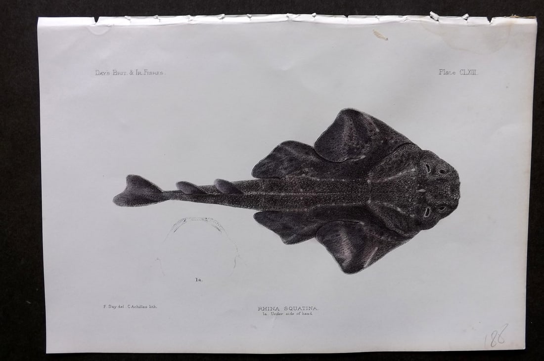 Day, Francis 1884 Hand Col Fish Print. Rhina Squatina 163 Ray: Hand Colored Lithograph Published 1880-84, London for "The Fishes of Great Britain and Ireland" by Francis Day. Paper Size: 10 x 7 inch (26 x 18cm) Very minor water stain in top margin. Good Condition