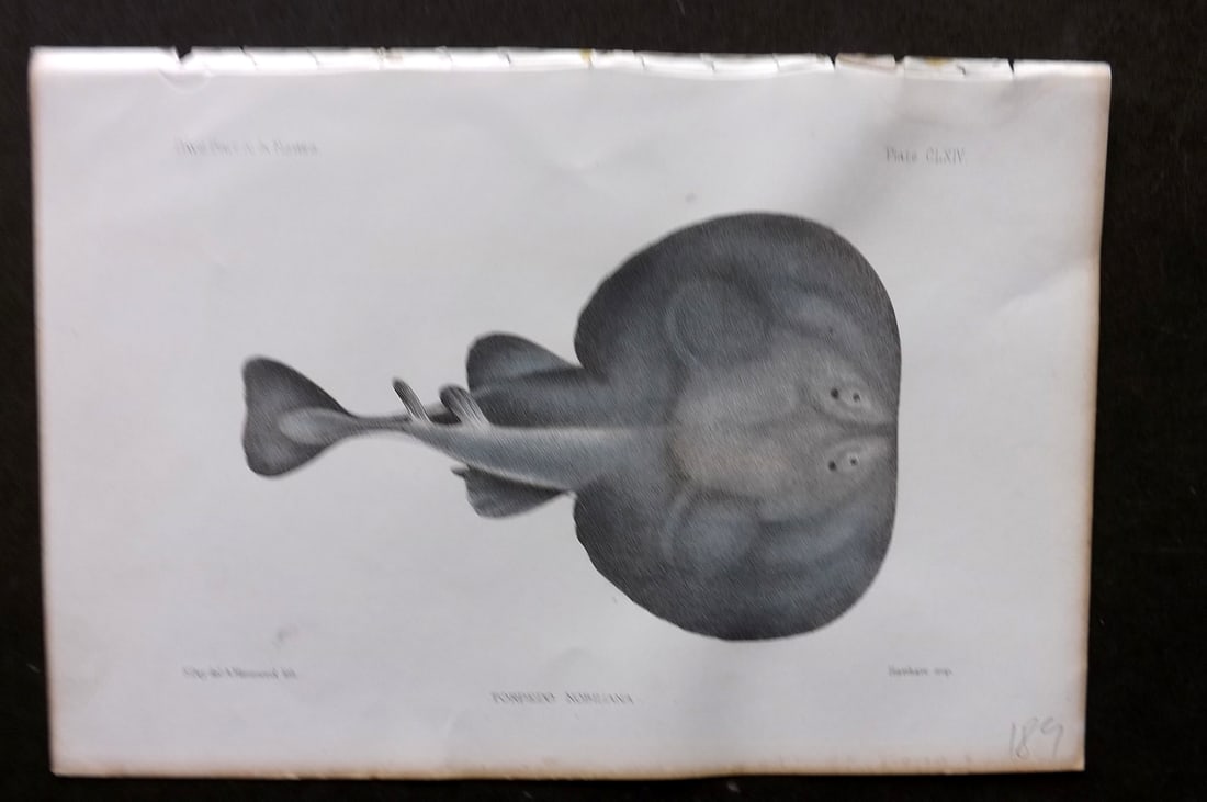 Day, Francis 1884 Hand Col Fish Print. Torpedo Nobiliana 164 Atlantic Torpedo Ray: Hand Colored Lithograph Published 1880-84, London for "The Fishes of Great Britain and Ireland" by Francis Day. Paper Size: 10 x 7 inch (26 x 18cm) Very minor water stain in top margin. Good Condition