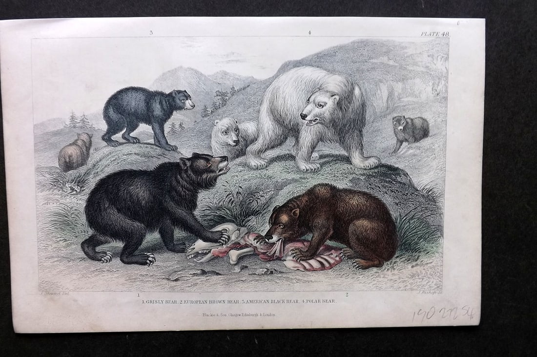 Goldsmith, Oliver 1866 Hand Col Print. Bears - Grisly, Brown, American Black, Polar: Antique Steel Engraving Published 1864 by Blackie & Son, London for "A History of the Earth and Animated Nature" by Oliver Goldsmith. Fine hand colour as issued. Paper Size: 9.5 x 6 inch (24 x 16cm) G