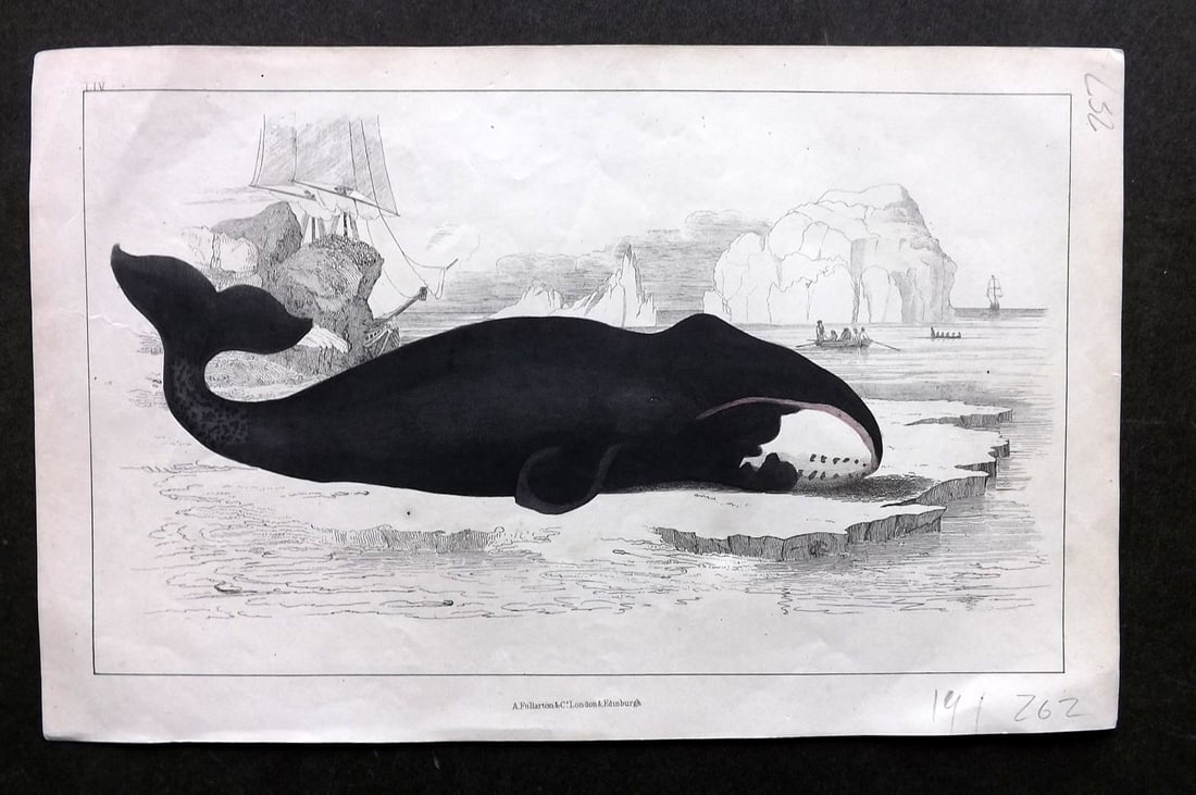 Goldsmith, Oliver C1850 Hand Col Print. The True Whale 54 (1 of 1)