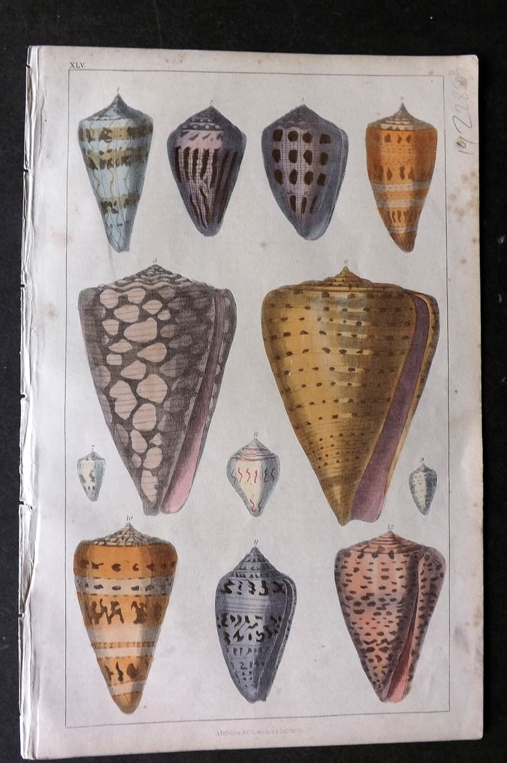 Goldsmith, Oliver C1850 Hand Col Print. Cone Shells 44 (1 of 1)