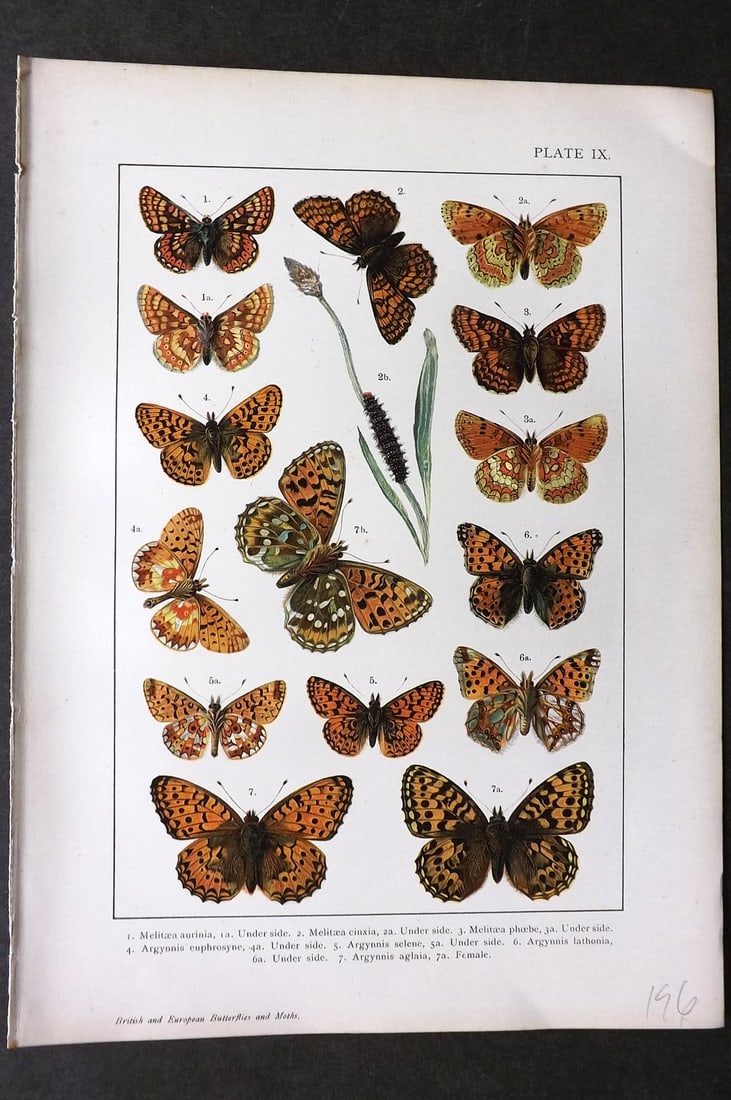 Kappel & Kirby C1895 Antique Print. Melitea Butterflies 09: Chromolithograph Published C1895, London for "British and European Butterflies and Moths" by A. W. Kappel and W. Egmont Kirby. Paper Size: 11.5 x 8 inch (29 x 21cm) Good Condition