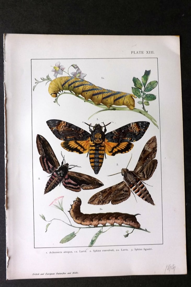 Kappel & Kirby C1895 Antique Print. Acherontia, Sphinx Moth 13 (1 of 1)