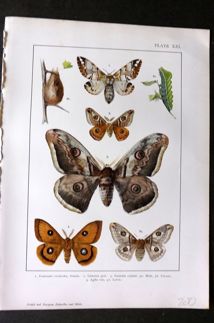 Kappel & Kirby C1895 Antique Print. Endromis, Saturn Moths 21: Chromolithograph Published C1895, London for "British and European Butterflies and Moths" by A. W. Kappel and W. Egmont Kirby. Paper Size: 11.5 x 8 inch (29 x 21cm) Good Condition