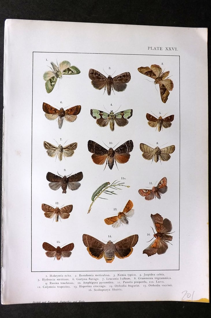 Kappel & Kirby C1895 Antique Print. Various Moths 26: Chromolithograph Published C1895, London for "British and European Butterflies and Moths" by A. W. Kappel and W. Egmont Kirby. Paper Size: 11.5 x 8 inch (29 x 21cm) Good Condition