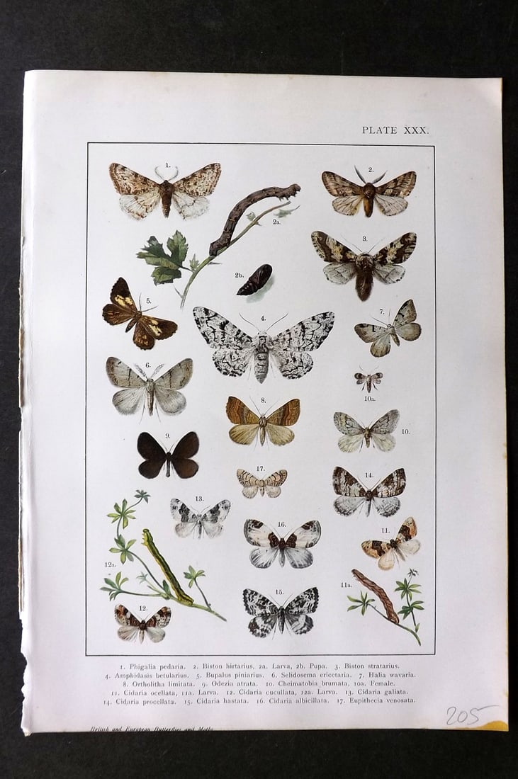 Kappel & Kirby C1895 Antique Print. Various Moths 30 (1 of 1)