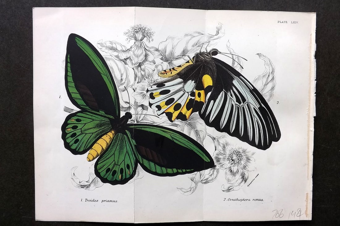 Lloyds's 1897 Double Butterfly Print. Troides Priamus, Ornithoptera Remus. Australia (1 of 1)