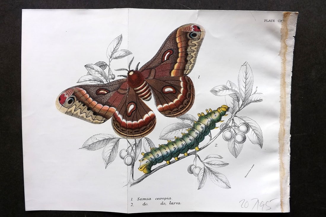 Lloyds's 1897 Double Moth Print. Samia Cecropia. USA (1 of 1)