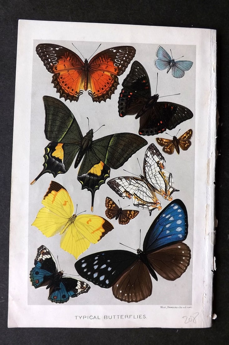 Lydekker, Richard 1896 Antique Print. Typical Butterflies: Chromolithograph Published 1894-96, London for "The Royal Natural History" by Richard Lydekker. Illustrated by Smit, Keulemans, Wolf and others. Paper Size: 10 x 6.5 inch (25 x 16.5cm) Good Condition