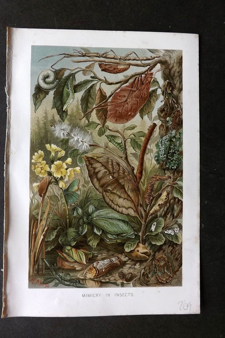 Lydekker, Richard 1896 Antique Print. Mimicry in Insects: Chromolithograph Published 1894-96, London for "The Royal Natural History" by Richard Lydekker. Illustrated by Smit, Keulemans, Wolf and others. Paper Size: 10 x 6.5 inch (25 x 16.5cm) Good Condition