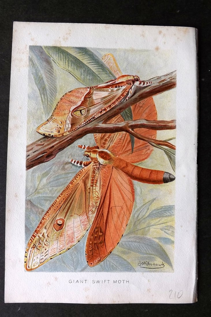 Lydekker, Richard 1896 Antique Print. Giant Swift Moth: Chromolithograph Published 1894-96, London for "The Royal Natural History" by Richard Lydekker. Illustrated by Smit, Keulemans, Wolf and others. Paper Size: 10 x 6.5 inch (25 x 16.5cm) Minor toning, m