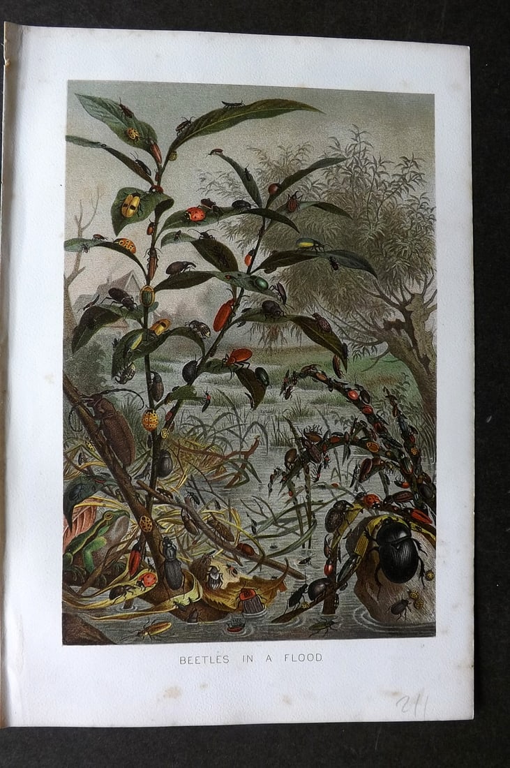 Lydekker, Richard 1896 Antique Print. Beetles in a Flood: Chromolithograph Published 1894-96, London for "The Royal Natural History" by Richard Lydekker. Illustrated by Smit, Keulemans, Wolf and others. Paper Size: 10 x 6.5 inch (25 x 16.5cm) Very minor marg