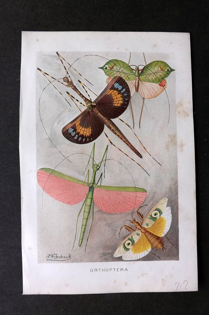 Lydekker, Richard 1896 Antique Print. Orthoptera: Chromolithograph Published 1894-96, London for "The Royal Natural History" by Richard Lydekker. Illustrated by Smit, Keulemans, Wolf and others. Paper Size: 10 x 6.5 inch (25 x 16.5cm) Minor toning, o