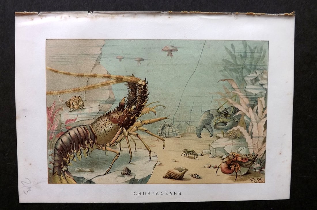 Lydekker, Richard 1896 Antique Print. Crustaceans Prawn Shrimp: Chromolithograph Published 1894-96, London for "The Royal Natural History" by Richard Lydekker. Illustrated by Smit, Keulemans, Wolf and others. Paper Size: 10 x 6.5 inch (25 x 16.5cm) Good Condition