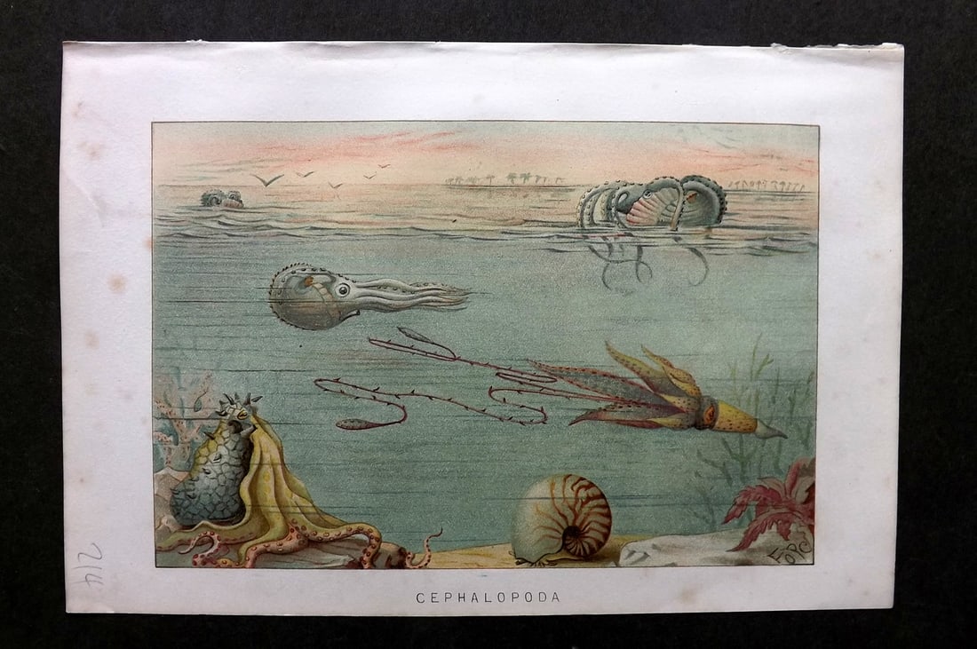 Lydekker, Richard 1896 Antique Print. Cephalopoda. Squid Octopus: Chromolithograph Published 1894-96, London for "The Royal Natural History" by Richard Lydekker. Illustrated by Smit, Keulemans, Wolf and others. Paper Size: 10 x 6.5 inch (25 x 16.5cm) Very minor marg