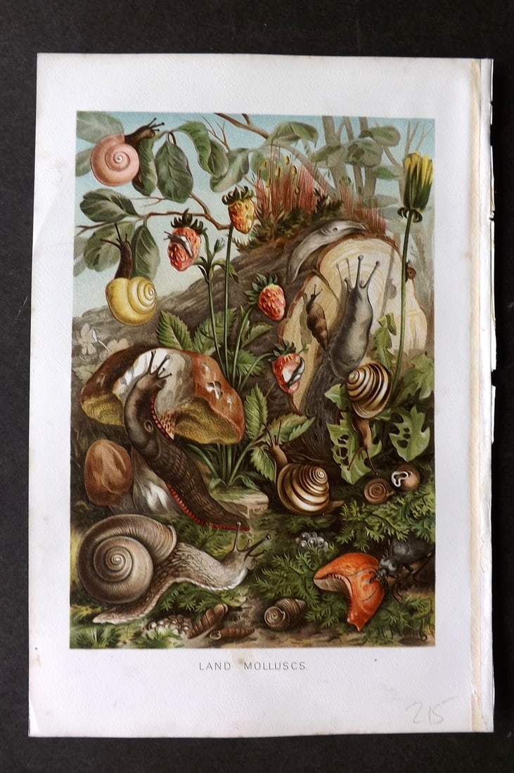 Lydekker, Richard 1896 Antique Print. Land Molluscs. Snails: Chromolithograph Published 1894-96, London for "The Royal Natural History" by Richard Lydekker. Illustrated by Smit, Keulemans, Wolf and others. Paper Size: 10 x 6.5 inch (25 x 16.5cm) Good Condition