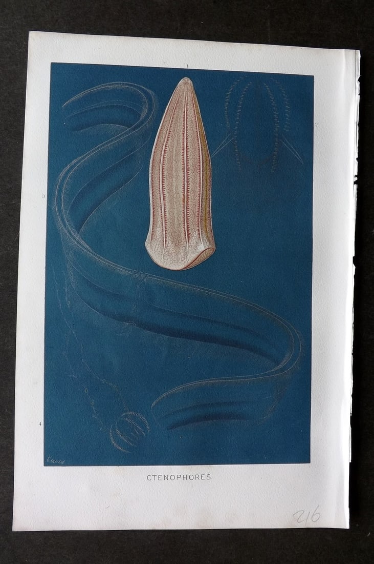 Lydekker, Richard 1896 Antique Print. Ctenophores. Jellyfish: Chromolithograph Published 1894-96, London for "The Royal Natural History" by Richard Lydekker. Illustrated by Smit, Keulemans, Wolf and others. Paper Size: 10 x 6.5 inch (25 x 16.5cm) Good Condition