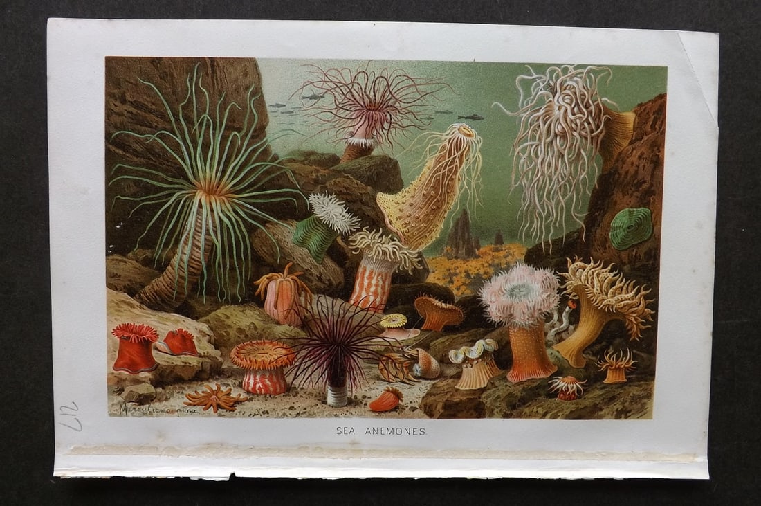 Lydekker, Richard 1896 Antique Print. Sea Anemones: Chromolithograph Published 1894-96, London for "The Royal Natural History" by Richard Lydekker. Illustrated by Smit, Keulemans, Wolf and others. Paper Size: 10 x 6.5 inch (25 x 16.5cm) Good Condition