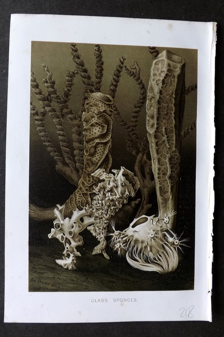 Lydekker, Richard 1896 Antique Print. Glass Sponges: Chromolithograph Published 1894-96, London for "The Royal Natural History" by Richard Lydekker. Illustrated by Smit, Keulemans, Wolf and others. Paper Size: 10 x 6.5 inch (25 x 16.5cm) Very minor marg