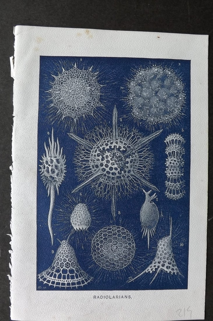 Lydekker, Richard 1896 Antique Print. Radiolarians: Chromolithograph Published 1894-96, London for "The Royal Natural History" by Richard Lydekker. Illustrated by Smit, Keulemans, Wolf and others. Paper Size: 10 x 6.5 inch (25 x 16.5cm) Very minor marg