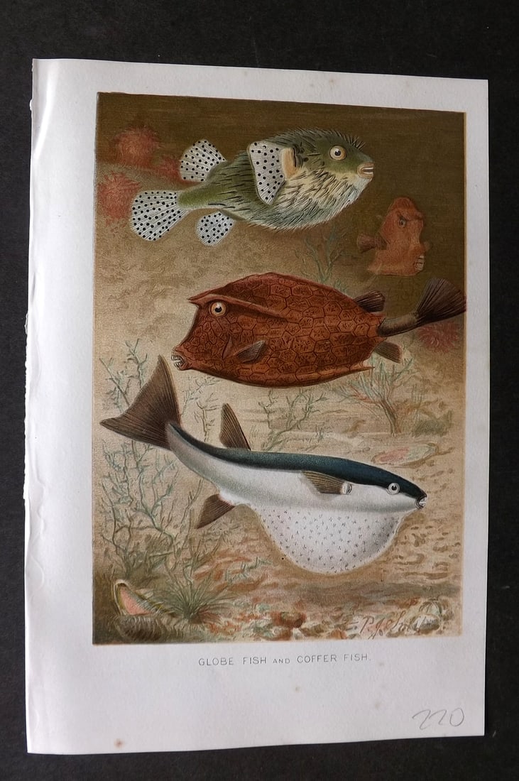 Lydekker, Richard 1896 Antique Print. Globe Fish and Coffer Fish: Chromolithograph Published 1894-96, London for "The Royal Natural History" by Richard Lydekker. Illustrated by Smit, Keulemans, Wolf and others. Paper Size: 10 x 6.5 inch (25 x 16.5cm) Good Condition