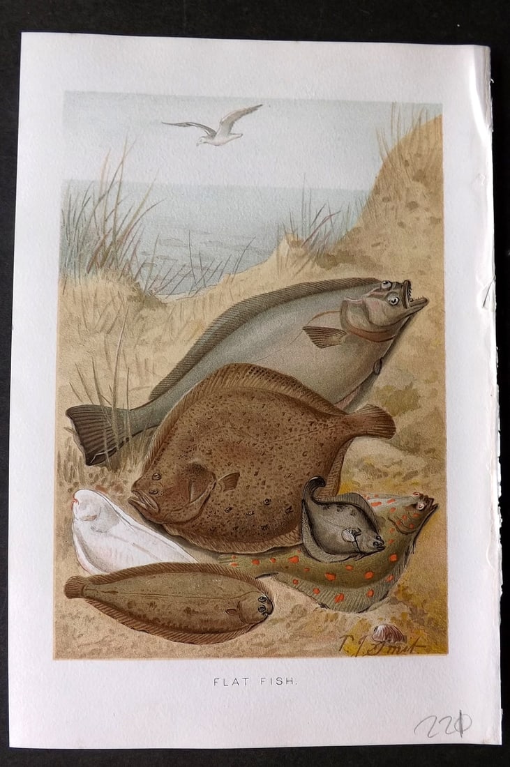 Lydekker, Richard 1896 Antique Print. Flat Fish: Chromolithograph Published 1894-96, London for "The Royal Natural History" by Richard Lydekker. Illustrated by Smit, Keulemans, Wolf and others. Paper Size: 10 x 6.5 inch (25 x 16.5cm) Good Condition