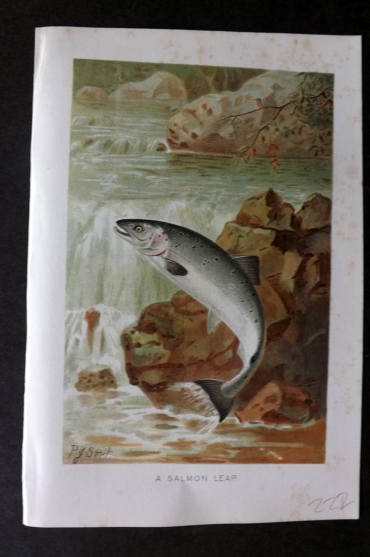 Lydekker, Richard 1896 Antique Print. A Salmon Leap: Chromolithograph Published 1894-96, London for "The Royal Natural History" by Richard Lydekker. Illustrated by Smit, Keulemans, Wolf and others. Paper Size: 10 x 6.5 inch (25 x 16.5cm) Very minor marg