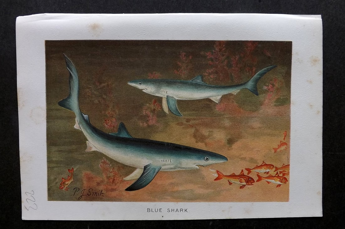 Lydekker, Richard 1896 Antique Print. Blue Shark: Chromolithograph Published 1894-96, London for "The Royal Natural History" by Richard Lydekker. Illustrated by Smit, Keulemans, Wolf and others. Paper Size: 10 x 6.5 inch (25 x 16.5cm) Very minor marg