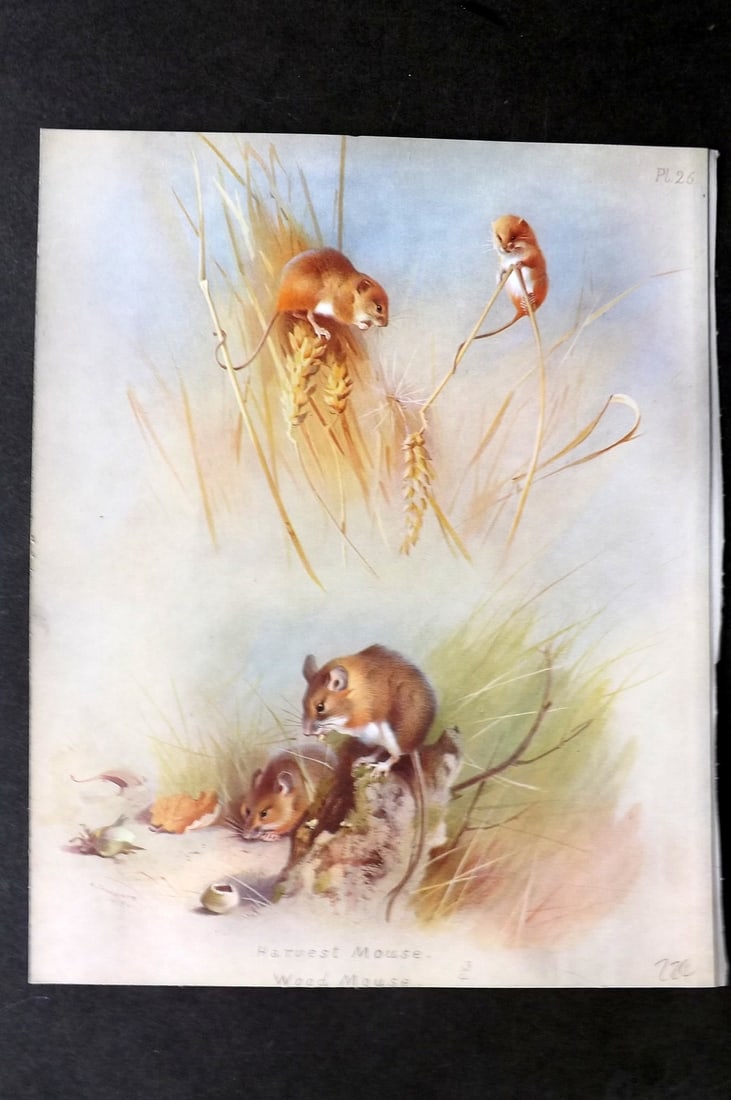 Thorburn, Archibald 1921 Folio Print. Harvest Mouse, Wood Mouse 26.: Folio Chromolithograph Published 1920-21, London for "British Mammals" by Archibald Thorburn. On Heavy Stock Paper. Rare. This Edition Limited to 500 Copies. Paper Size: 12.5 x 10 inch (32 x 25cm) Ink