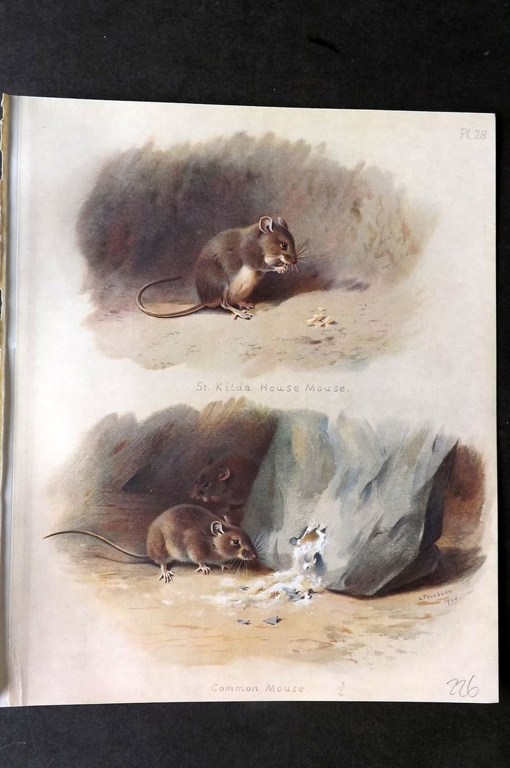 Thorburn, Archibald 1921 Folio Print. St. Kilda House & Common House 28.: Folio Chromolithograph Published 1920-21, London for "British Mammals" by Archibald Thorburn. On Heavy Stock Paper. Rare. This Edition Limited to 500 Copies. Paper Size: 12.5 x 10 inch (32 x 25cm) Ink